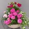 neilikka, verbena, daalia, lumihiutale
