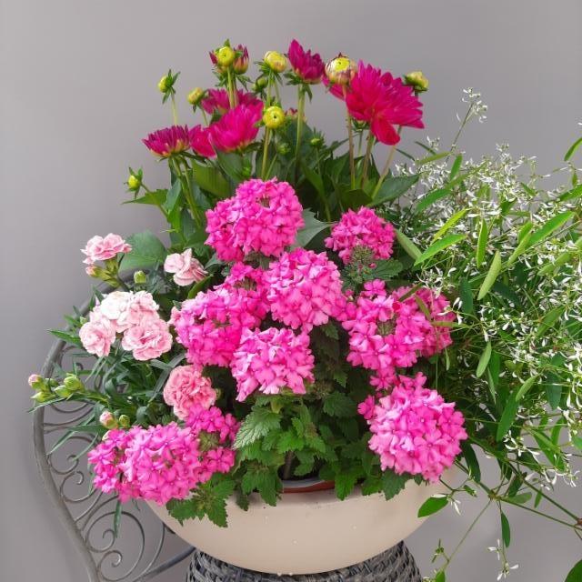 neilikka, verbena, daalia, poutapilvi neilikka, verbena, daalia, poutapilvi