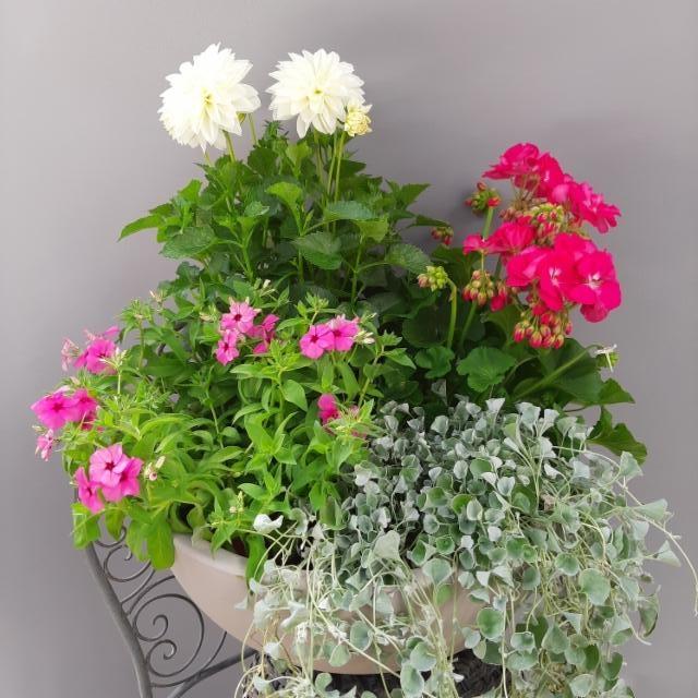 kesäleimu, daalia, hopeaputous, pelargonia kesäleimu, daalia, hopeaputous, pelargonia