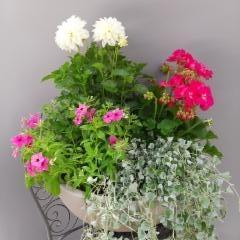 kesäleimu, daalia, hopeaputous, pelargonia