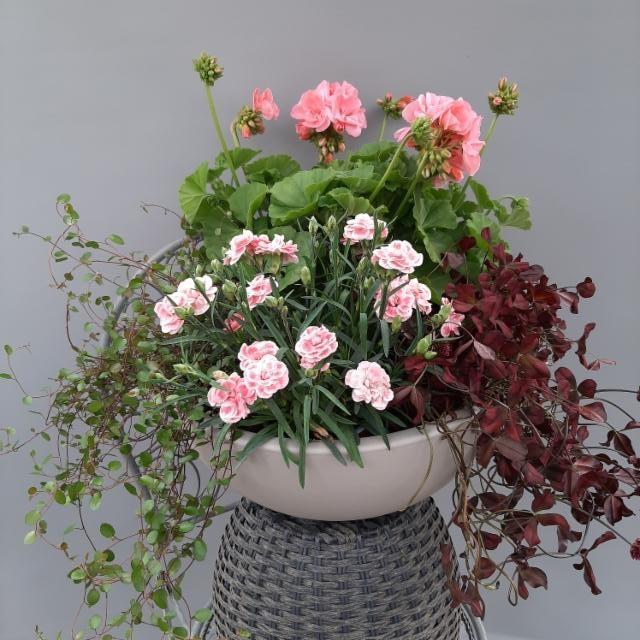 lankaköynnös, neilikka, pelargonia, purppura-apila lankaköynnös, neilikka, pelargonia, purppura-apila