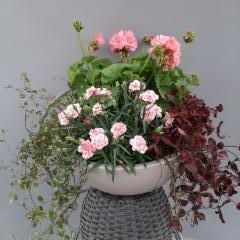 lankaköynnös, neilikka, pelargonia, purppura-apila