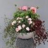 lankak&ouml;ynn&ouml;s, neilikka, pelargonia, purppura-apila