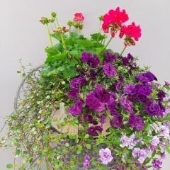 lankaköynnös, pelargonia, japaninkello