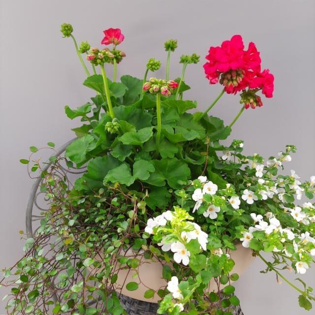 lankaköynnös, pelargonia, lumihiutale lankaköynnös, pelargonia, lumihiutale