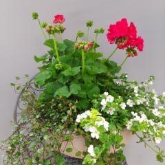 lankaköynnös, pelargonia, lumihiutale