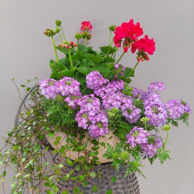 lankaköynnös, verbena, pelargonia lankaköynnös, verbena, pelargonia