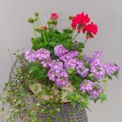 lankaköynnös, verbena, pelargonia