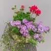 lankak&ouml;ynn&ouml;s, verbena, pelargonia