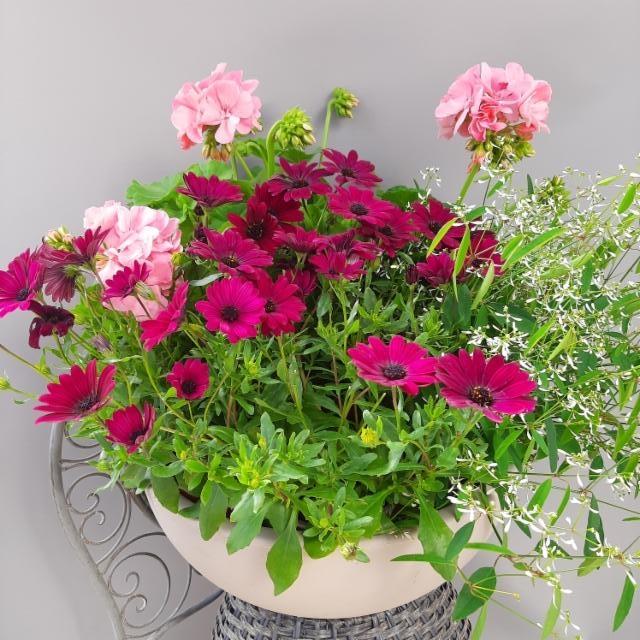 tähtisilmä, pelargonia, poutapilvi tähtisilmä, pelargonia, poutapilvi