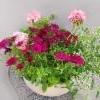 t&auml;htisilm&auml;, pelargonia, poutapilvi