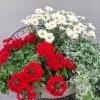 verbena, marketta, hopeaputous