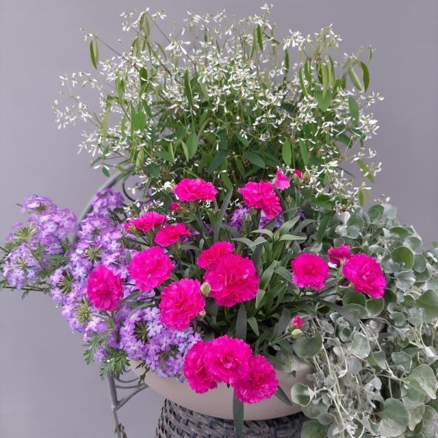 verbena, neilikka, poutapilvi, hopeaputous verbena, neilikka, poutapilvi, hopeaputous