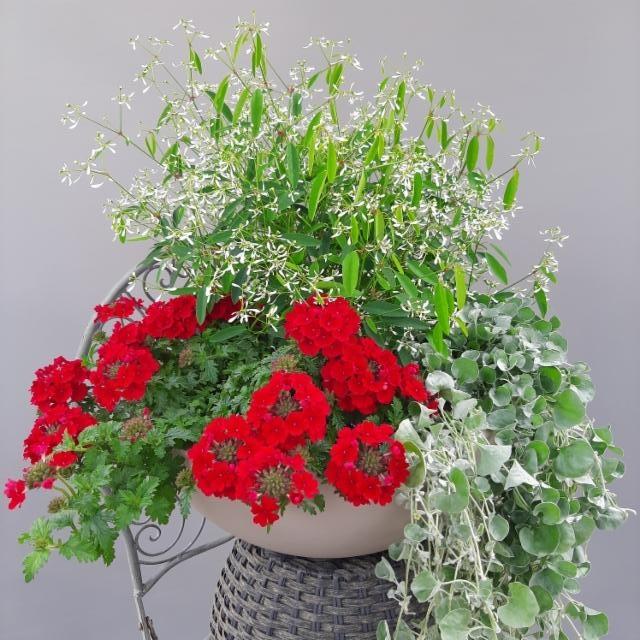 verbena, poutapilvi, hopeaputous verbena, poutapilvi, hopeaputous