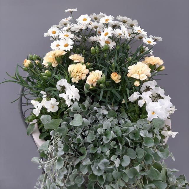 orvokki, neilikka, marketta, hopeaputous orvokki, neilikka, marketta, hopeaputous