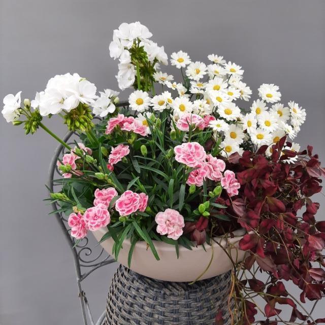 pelargonia, neilikka, marketta, purppura-apila pelargonia, neilikka, marketta, purppura-apila