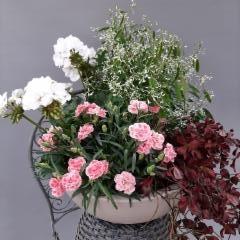 pelargonia, neilikka, poutapilvi, purppura-apila
