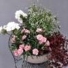 pelargonia, neilikka, poutapilvi, purppura-apila
