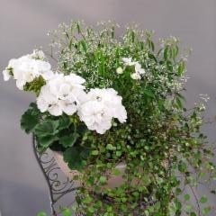 pelargonia, poutapilvi, lankak&ouml;ynn&ouml;s