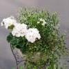 pelargonia, poutapilvi, lankak&ouml;ynn&ouml;s