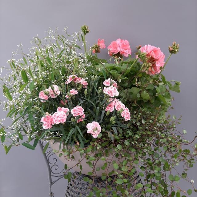 poutapilvi, neilikka, pelargonia, lankaköynnös poutapilvi, neilikka, pelargonia, lankaköynnös