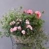 poutapilvi, neilikka, pelargonia, lankak&ouml;ynn&ouml;s