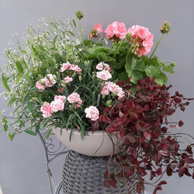 poutapilvi, neilikka, pelargonia, purppura-apila poutapilvi, neilikka, pelargonia, purppura-apila