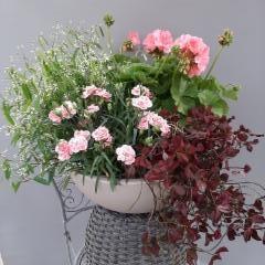 poutapilvi, neilikka, pelargonia, purppura-apila