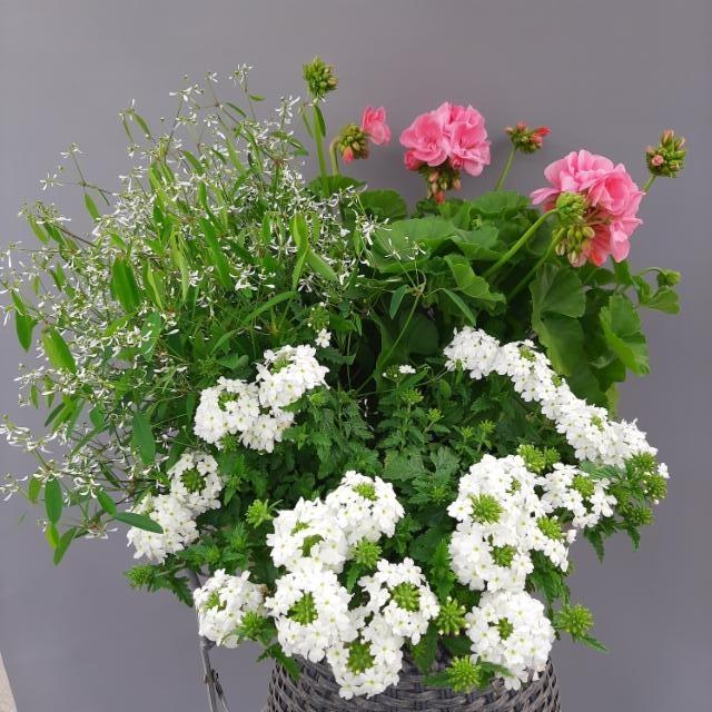 poutapilvi, pelargonia, verbena poutapilvi, pelargonia, verbena