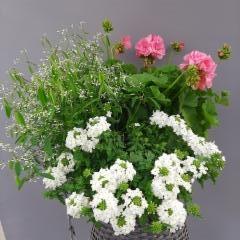 poutapilvi, pelargonia, verbena
