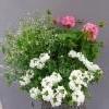 poutapilvi, pelargonia, verbena