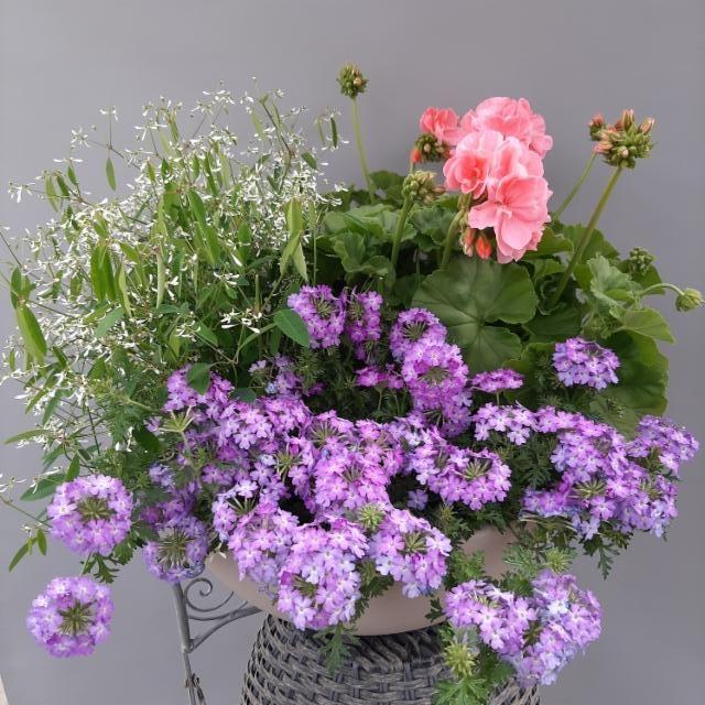 poutapilvi, verbena, pelargonia poutapilvi, verbena, pelargonia