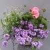 poutapilvi, verbena, pelargonia