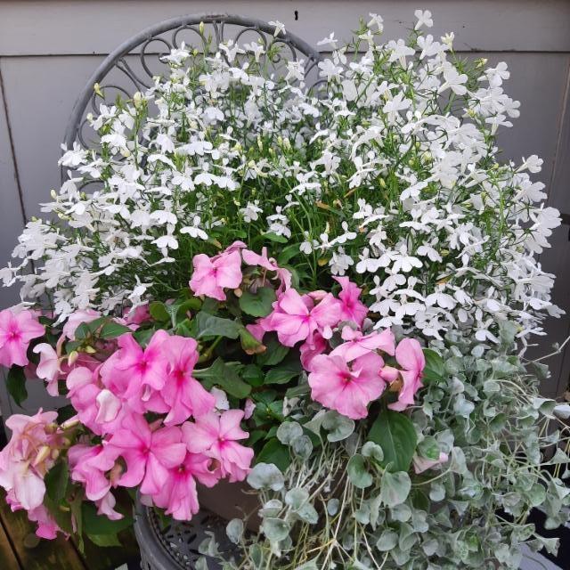 ahkeraliisa, riippulobelia, hopeaputous ahkeraliisa, riippulobelia, hopeaputous