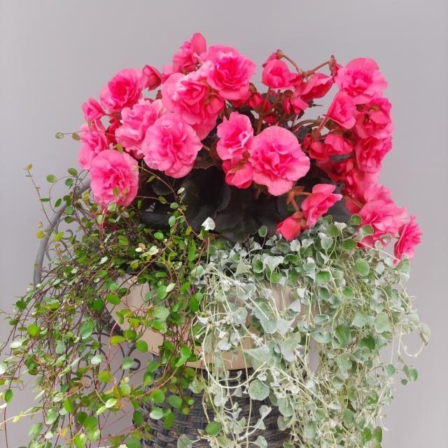 lankaköynnös, ruusubegonia, hopeaputous lankaköynnös, ruusubegonia, hopeaputous