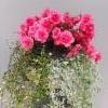 lankak&ouml;ynn&ouml;s, ruusubegonia, hopeaputous