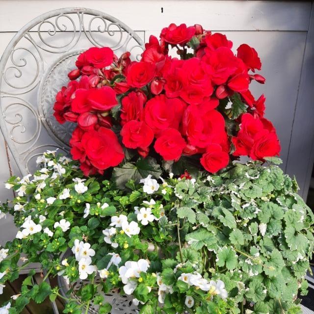 lumihiutale, ruusubegonia, maahumala lumihiutale, ruusubegonia, maahumala