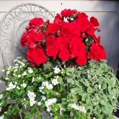 lumihiutale, ruusubegonia, maahumala