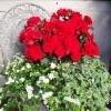 lumihiutale, ruusubegonia, maahumala