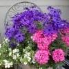 lumihiutale, senetti, verbena