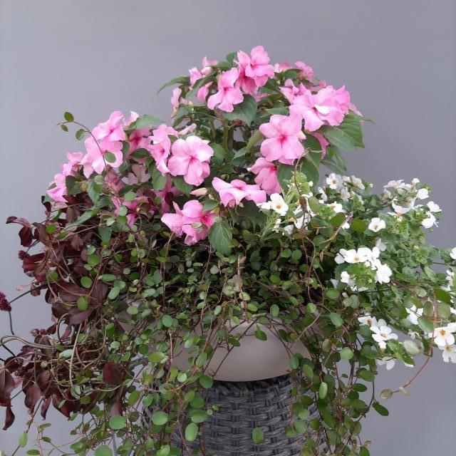 purppura-apila, ahkeraliisa, lumihiutale, lankaköynnös purppura-apila, ahkeraliisa, lumihiutale, lankaköynnös
