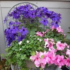 tähtipeitto, senetti, ahkeraliisa