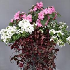 verbena, ahkeraliisa, lumihiutale, purppura-apila