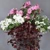 verbena, ahkeraliisa, lumihiutale, purppura-apila