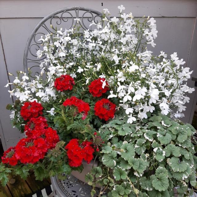 verbena, riippulobelia, maahumala verbena, riippulobelia, maahumala