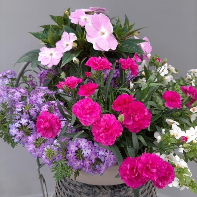 verbena, uudenguineanliisa, neilikka, lumihiutale verbena, uudenguineanliisa, neilikka, lumihiutale