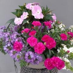 verbena, uudenguineanliisa, neilikka, lumihiutale