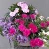 verbena, uudenguineanliisa, neilikka, lumihiutale