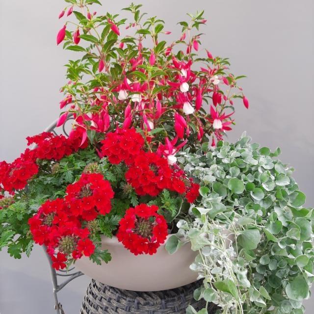 verbena, verenpisara, hopeaputous verbena, verenpisara, hopeaputous