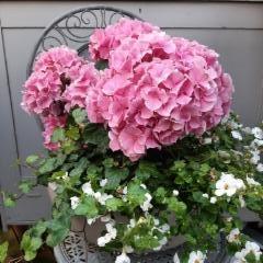 muratti, hortensia, lumihiutale